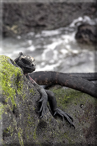 foto Flora e la fauna della Isole Galapagos